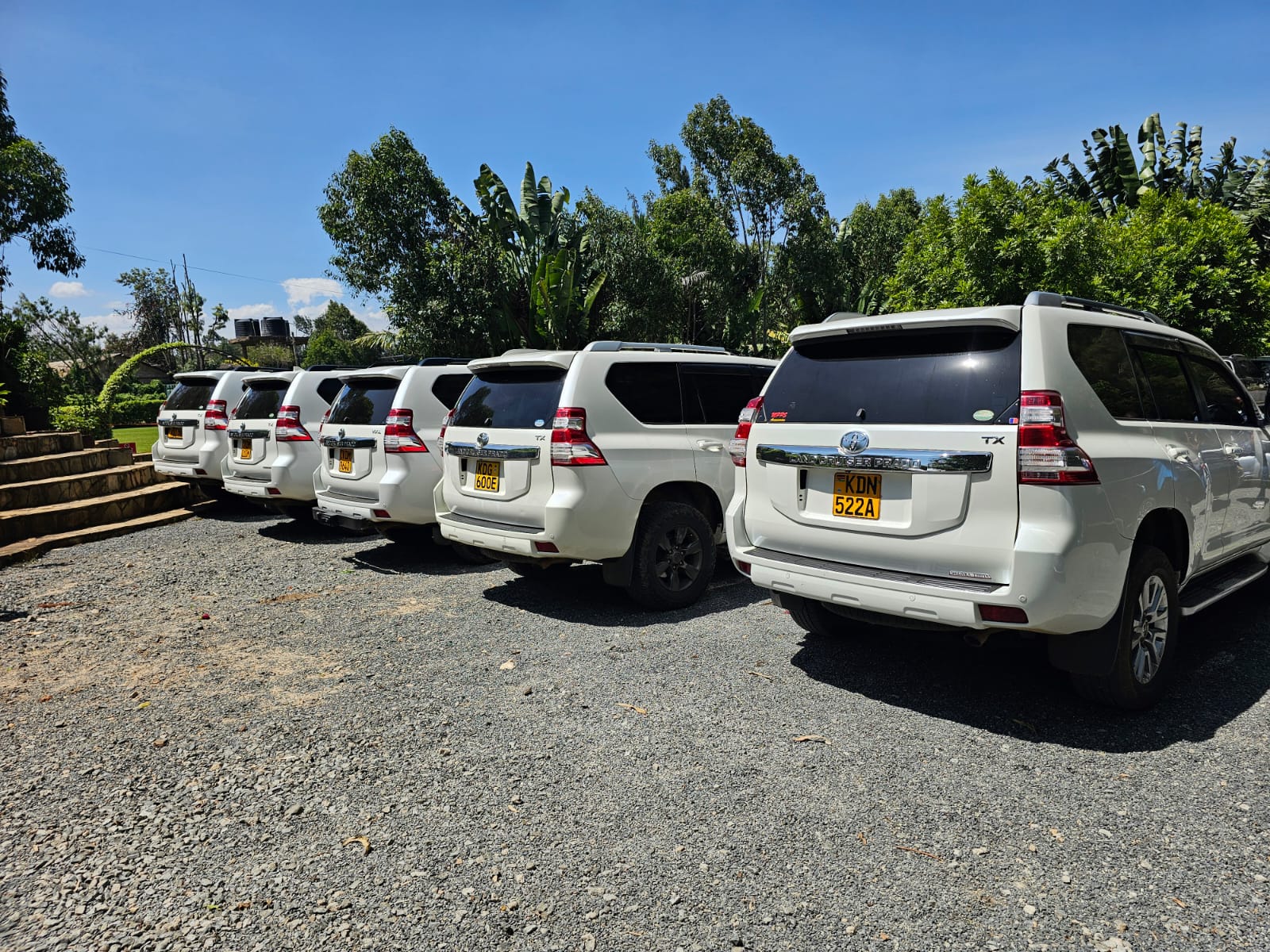 Prado wedding fleet, rear view